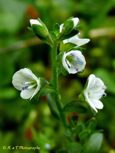 {Veronica serpyllifolia}